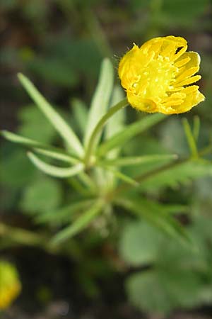 Ranunculus hirsutulus \ Flaum-Gold-Hahnenfu / Fluffy Goldilocks, D Pfalz, Landau 11.4.2011