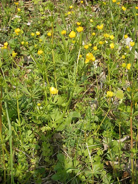 Ranunculus pseudovertumnalis \ Falscher Wechselhafter Gold-Hahnenfu / False Alternating Goldilocks, D Billigheim-Allfeld 16.4.2011