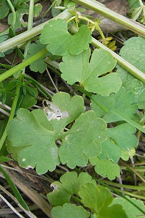 Ranunculus pseudovertumnalis \ Falscher Wechselhafter Gold-Hahnenfu / False Alternating Goldilocks, D Billigheim-Allfeld 16.4.2011