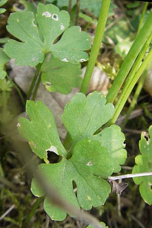 Ranunculus pseudovertumnalis \ Falscher Wechselhafter Gold-Hahnenfu / False Alternating Goldilocks, D Billigheim-Allfeld 16.4.2011