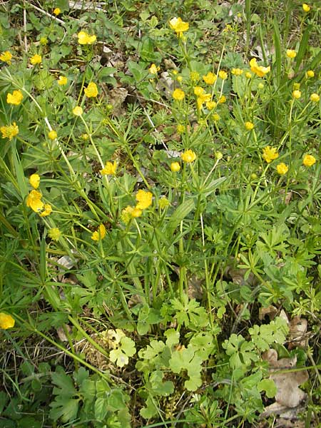 Ranunculus pseudovertumnalis \ Falscher Wechselhafter Gold-Hahnenfu / False Alternating Goldilocks, D Billigheim-Allfeld 16.4.2011