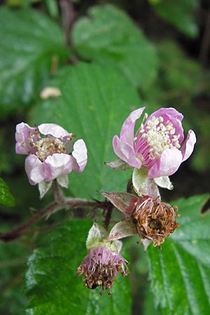 Rubus vestitus \ Samt-Brombeere, D Eberbach 17.7.2012