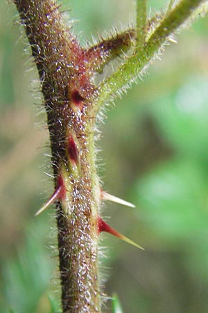 Rubus vestitus \ Samt-Brombeere, D Eberbach 17.7.2012