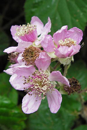 Rubus vestitus \ Samt-Brombeere, D Eberbach 17.7.2012