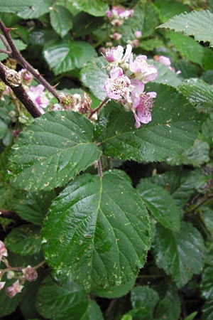 Rubus vestitus \ Samt-Brombeere, D Eberbach 17.7.2012