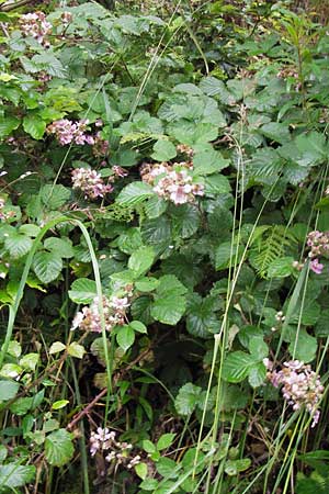 Rubus vestitus \ Samt-Brombeere, D Eberbach 17.7.2012