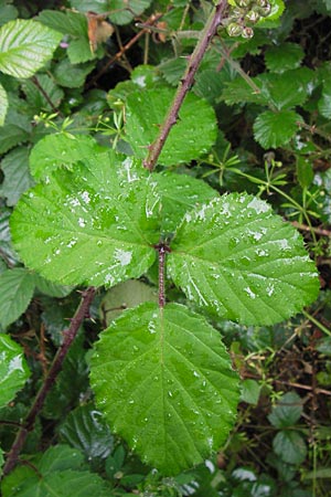 Rubus vestitus \ Samt-Brombeere, D Eberbach 17.7.2012