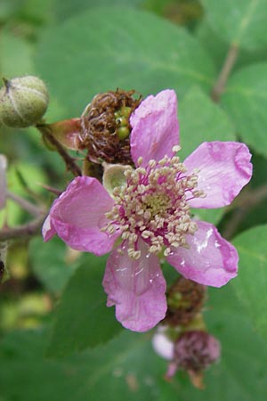Rubus vestitus \ Samt-Brombeere, D Eberbach 21.7.2012