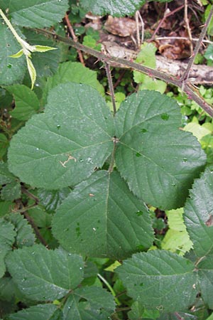 Rubus vestitus \ Samt-Brombeere, D Eberbach 21.7.2012