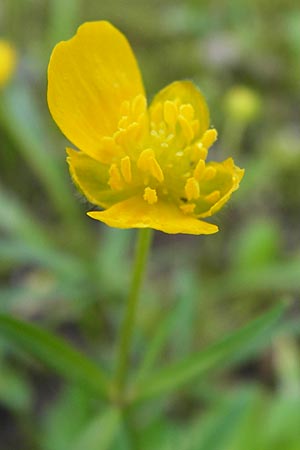 Ranunculus hirsutulus \ Flaum-Gold-Hahnenfu, D Thüringen Weimar, Historischer Friedhof 6.5.2013