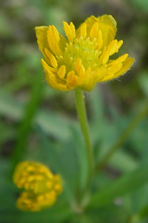 Ranunculus hirsutulus \ Flaum-Gold-Hahnenfu / Fluffy Goldilocks, D Thüringen Weimar, Historischer Friedhof 6.5.2013