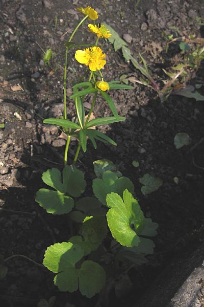 Ranunculus pseudopimus \ Unechter Stattlicher Gold-Hahnenfu / False Portly Goldilocks, D Thüringen Weimar, Historischer Friedhof 6.5.2013
