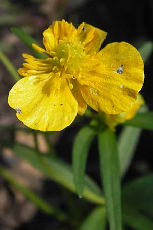 Ranunculus pseudopimus \ Unechter Stattlicher Gold-Hahnenfu, D Thüringen Weimar, Historischer Friedhof 6.5.2013