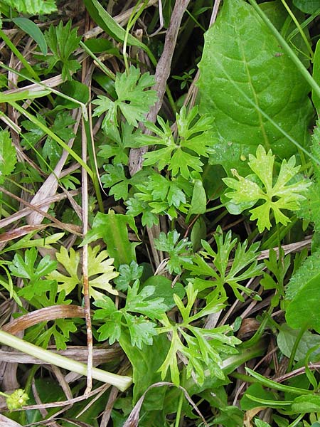 Ranunculus argoviensis ? \ Aargauer Gold-Hahnenfu / Aargau Goldilocks, D Heppenheim-Kirschhausen 15.5.2013