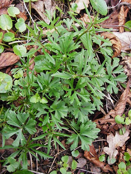 Ranunculus varicus / Splaying Goldilocks, D Thüringen, Weimar 28.3.2014