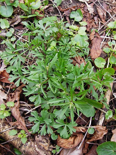 Ranunculus varicus / Splaying Goldilocks, D Thüringen, Weimar 28.3.2014