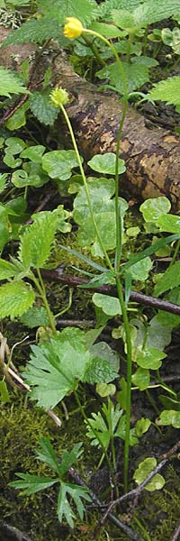 Ranunculus walo-kochii \ Kochs Gold-Hahnenfu, D Zusmarshausen 5.5.2012