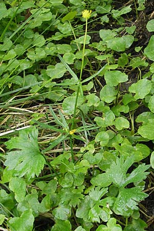 Ranunculus walo-kochii \ Kochs Gold-Hahnenfu, D Zusmarshausen 5.5.2012