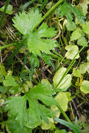 Ranunculus walo-kochii / Koch's Goldilocks, D Zusmarshausen 5.5.2012