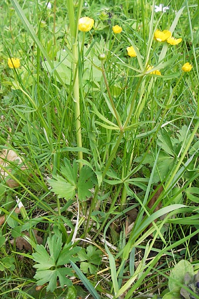 Ranunculus auricomus specA ? \ Gold-Hahnenfu / Goldilocks, D Thüringen Weimar, Belvedere 6.5.2013