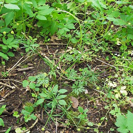 Ranunculus argoviensis ? \ Aargauer Gold-Hahnenfu / Aargau Goldilocks, D Odenwald, Großbreitenbach 11.5.2013