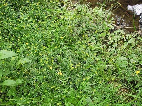 Ranunculus argoviensis ? / Aargau Goldilocks, D Odenwald, Großbreitenbach 11.5.2013