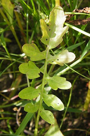 Rorippa x anceps \ Niederliegende Sumpfkresse, D Dieburg 2.7.2013