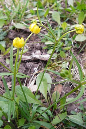 Ranunculus auricomus specK ? \ Gold-Hahnenfu / Goldilocks, D Thüringen, Weimar 28.3.2014