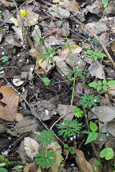 Ranunculus argoviensis ? / Aargau Goldilocks, D Odenwald, Kreiswald 11.5.2013