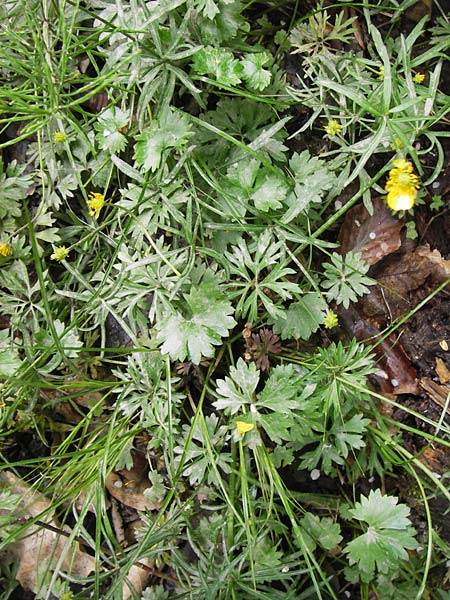 Ranunculus argoviensis ? \ Aargauer Gold-Hahnenfu / Aargau Goldilocks, D Odenwald, Kreiswald 11.5.2013