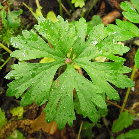 Ranunculus argoviensis ? \ Aargauer Gold-Hahnenfu / Aargau Goldilocks, D Odenwald, Mitlechtern 11.5.2013