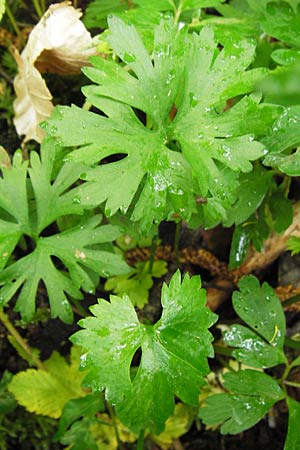 Ranunculus argoviensis ? \ Aargauer Gold-Hahnenfu / Aargau Goldilocks, D Odenwald, Mitlechtern 11.5.2013