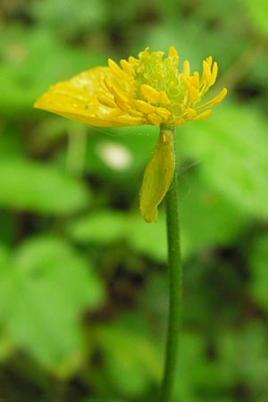 Ranunculus argoviensis ? \ Aargauer Gold-Hahnenfu / Aargau Goldilocks, D Odenwald, Mitlechtern 11.5.2013