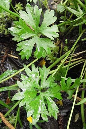 Ranunculus argoviensis ? \ Aargauer Gold-Hahnenfu, D Odenwald, Mitlechtern 11.5.2013