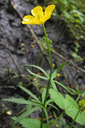 Ranunculus argoviensis ? / Aargau Goldilocks, D Odenwald, Mitlechtern 11.5.2013