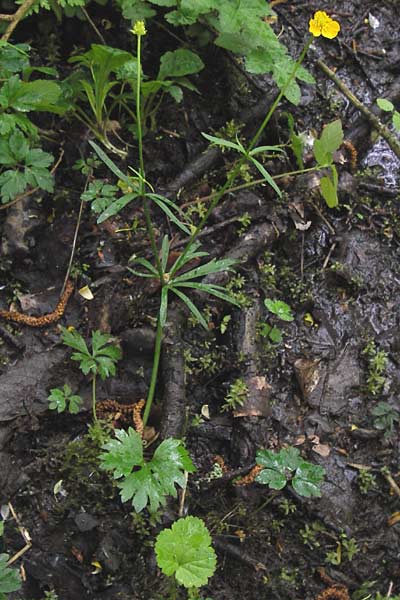 Ranunculus argoviensis ? \ Aargauer Gold-Hahnenfu, D Odenwald, Mitlechtern 11.5.2013