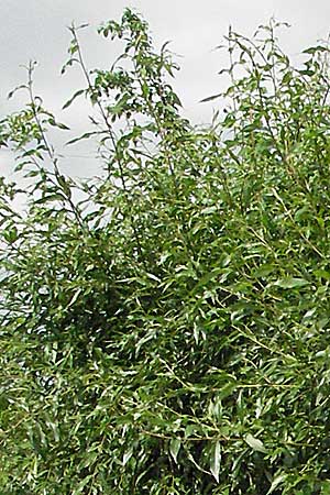 Salix fragilis \ Bruch-Weide / Crack Willow, D Hemsbach 19.5.2007