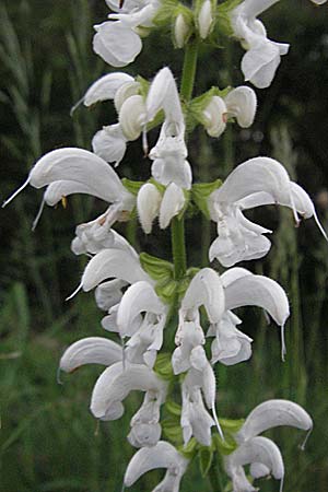 Salvia pratensis \ Wiesen-Salbei, D Bensheim 15.5.2006