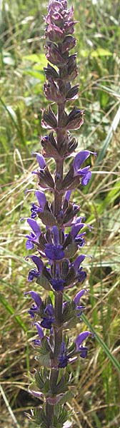 Salvia nemorosa \ Hain-Salbei, Steppen-Salbei, D Darmstadt 25.6.2006