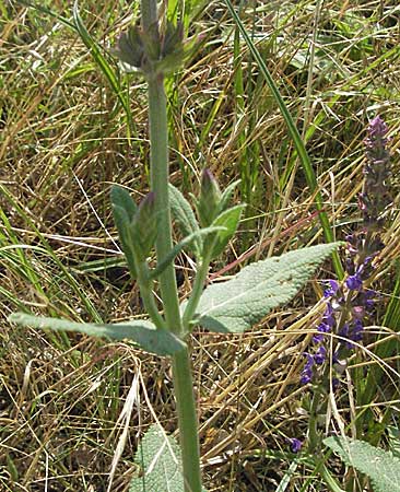 Salvia nemorosa \ Hain-Salbei, Steppen-Salbei / Balkan Clary, D Darmstadt 25.6.2006