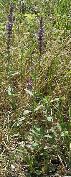 Salvia nemorosa \ Hain-Salbei, Steppen-Salbei / Balkan Clary, D Darmstadt 25.6.2006