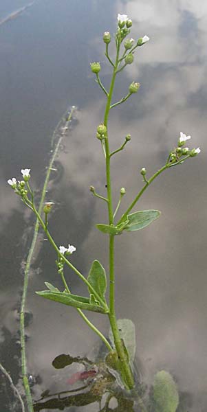 Samolus valerandi \ Salzbunge / Brookweed, D Eisenberg 1.7.2006