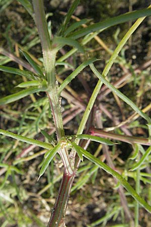 Salsola kali subsp. ruthenica \ Ukraine-Salzkraut / Russian Thistle, Glasswort, D Mannheim 5.8.2006