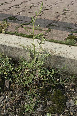 Salsola kali subsp. ruthenica \ Ukraine-Salzkraut / Russian Thistle, Glasswort, D Mannheim 5.8.2006