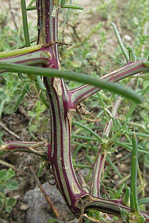 Salsola kali subsp. ruthenica \ Ukraine-Salzkraut / Russian Thistle, Glasswort, D Schwetzingen 5.8.2006