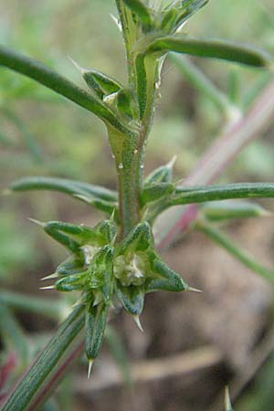 Salsola kali subsp. ruthenica \ Ukraine-Salzkraut / Russian Thistle, Glasswort, D Schwetzingen 5.8.2006
