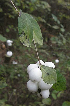 Symphoricarpos albus, Snowberry