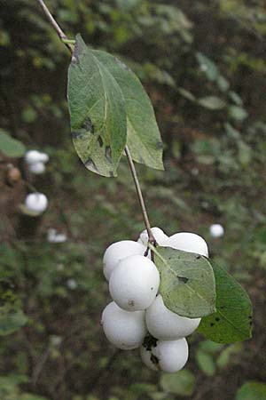 Symphoricarpos albus \ Schneebeere / Snowberry, D Sachsen-Anhalt, Blankenburg 2.11.2006