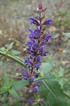 Salvia nemorosa \ Hain-Salbei, Steppen-Salbei, D Quedlinburg 4.11.2006