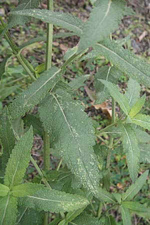 Salvia nemorosa \ Hain-Salbei, Steppen-Salbei / Balkan Clary, D Quedlinburg 4.11.2006